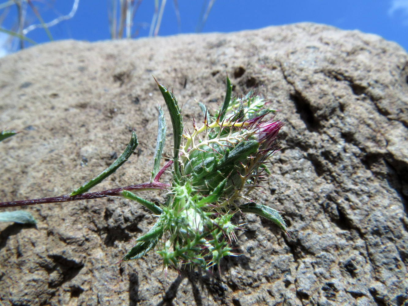 Image of Atractylis cancellata specimen.