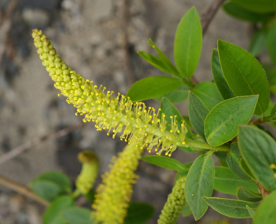 Image of Salix nipponica specimen.