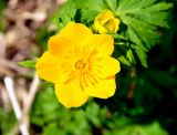 Trollius ranunculinus. Цветок. Краснодарский край, Апшеронский р-н, окр. пос. Мезмай, гора Зауда. 30.04.2014.