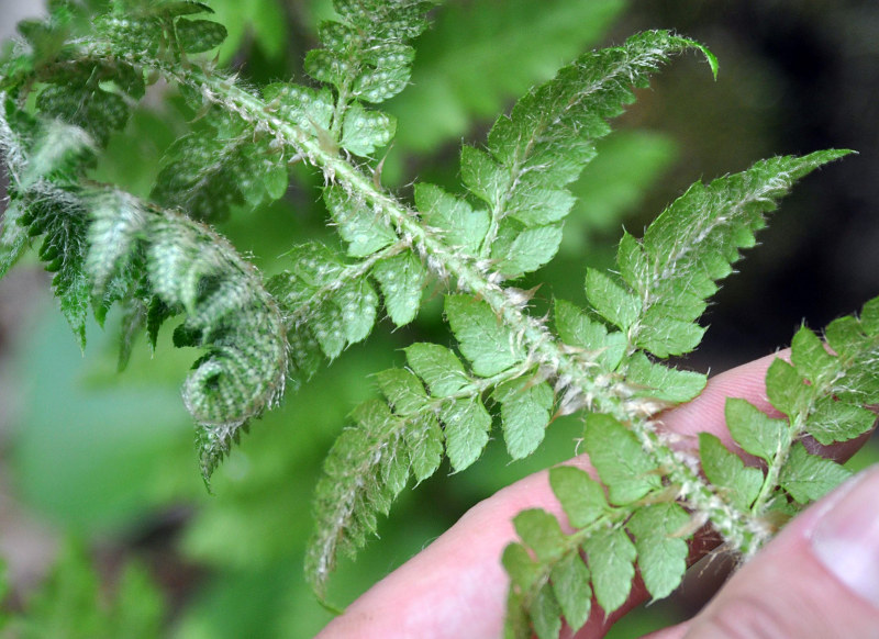 Изображение особи Polystichum braunii.