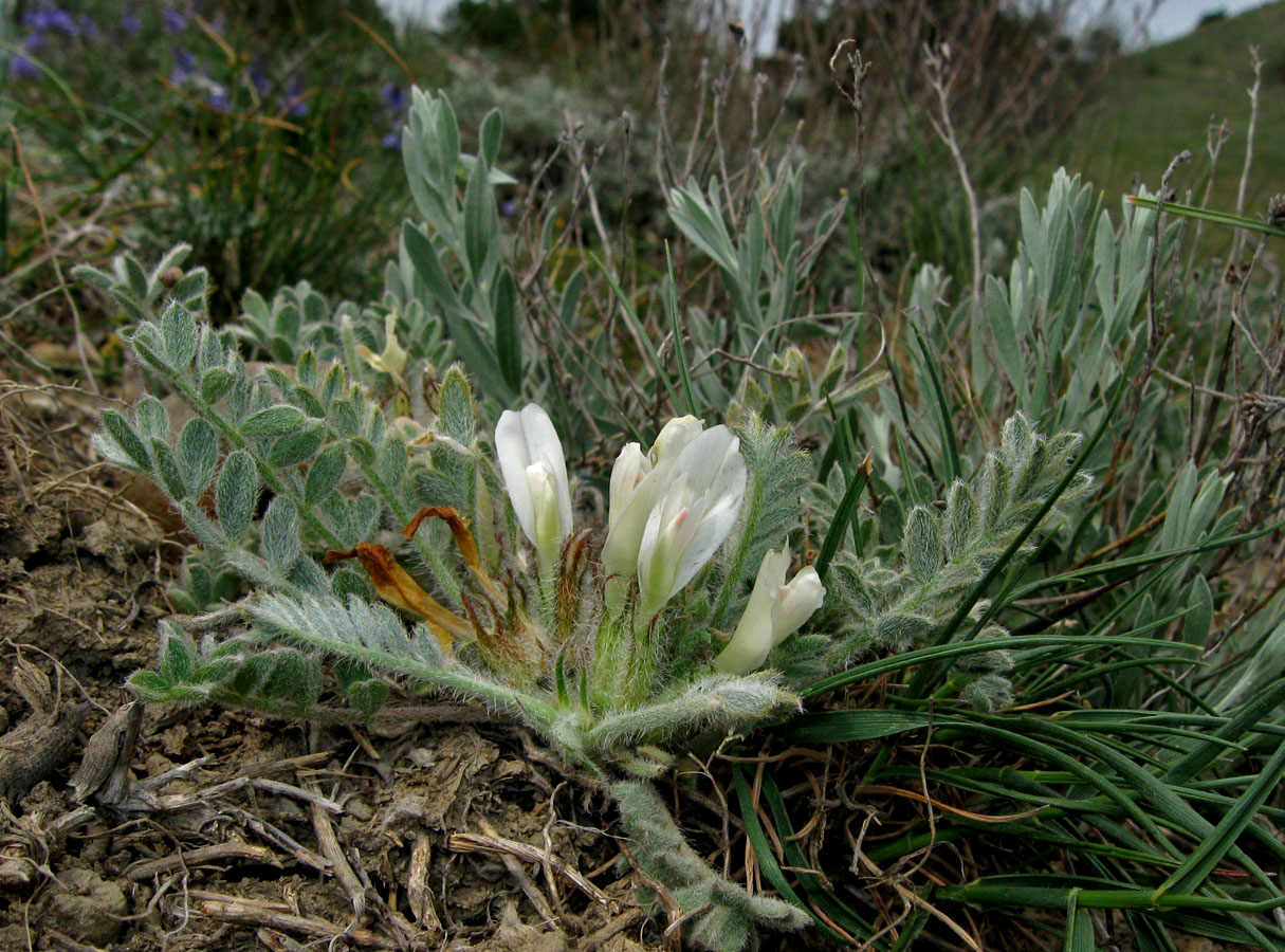 Image of Astragalus rupifragus specimen.