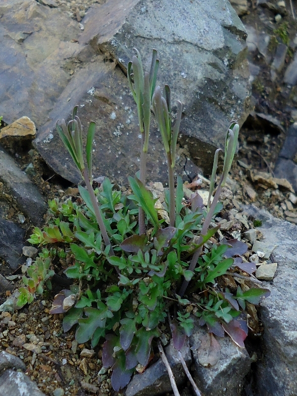 Image of Capsella bursa-pastoris specimen.