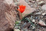 Tulipa variety korolkowioides