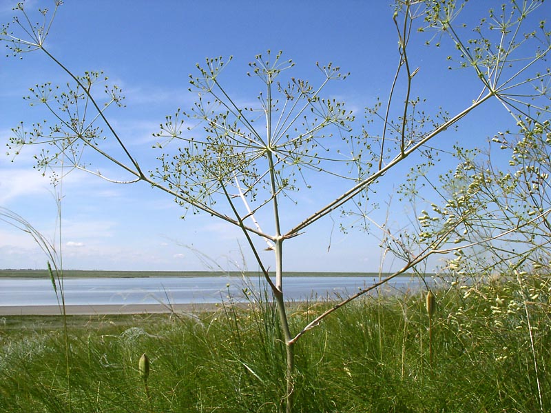 Image of Eriosynaphe longifolia specimen.