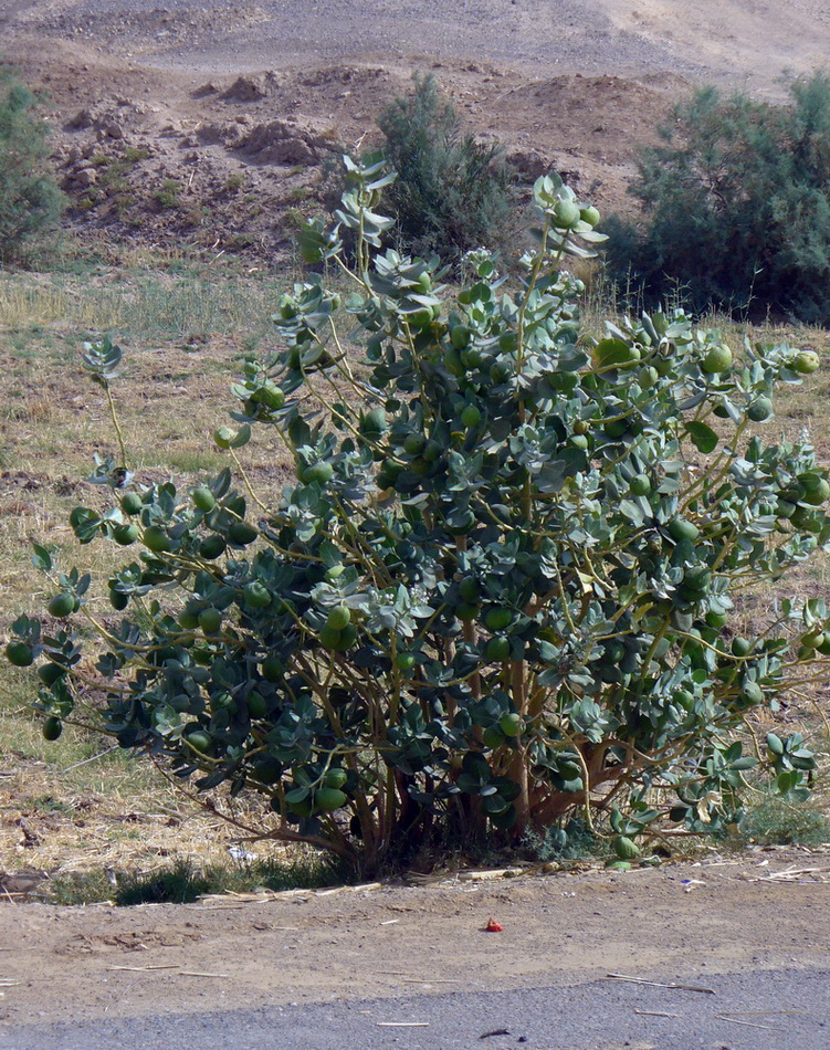 Image of Calotropis procera specimen.