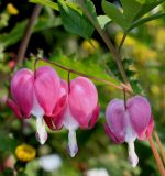 Dicentra spectabilis