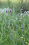 Cirsium canum