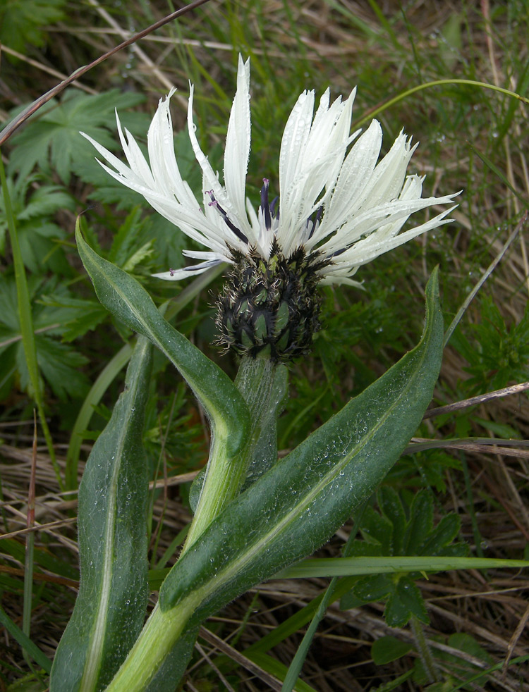 Image of Centaurea cheiranthifolia specimen.
