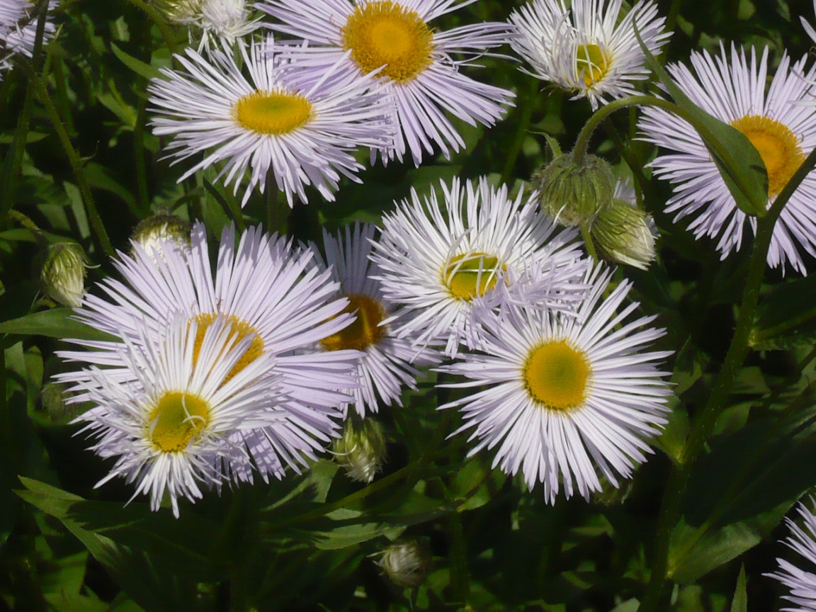 Изображение особи Erigeron speciosus.