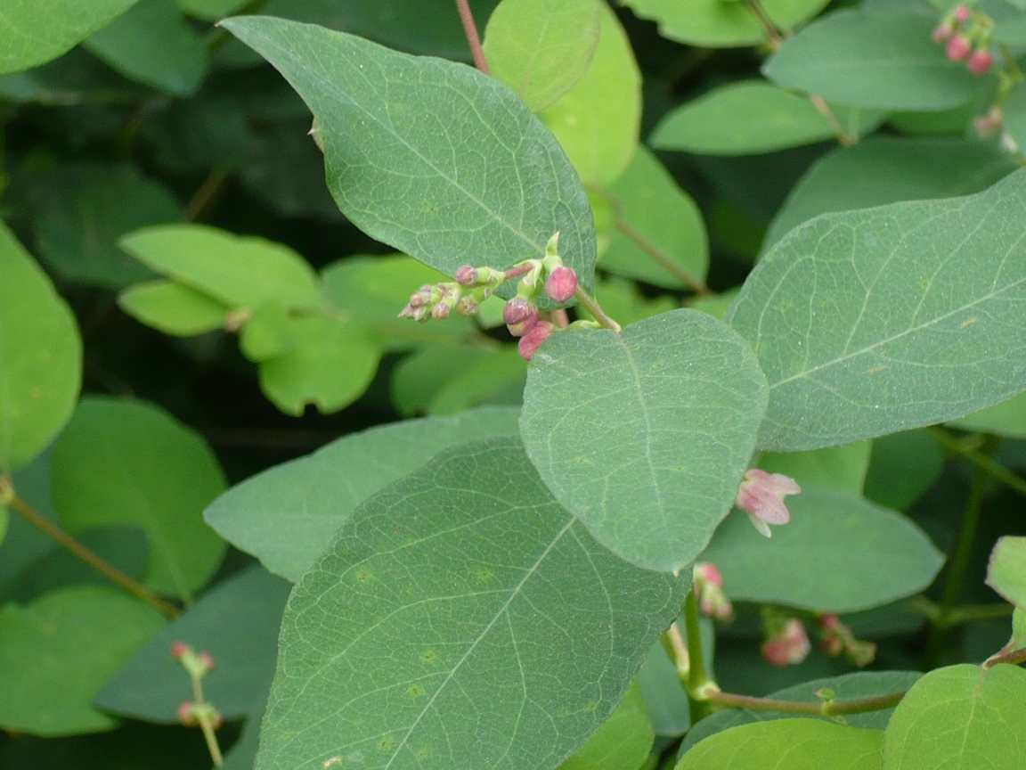 Image of Symphoricarpos albus var. laevigatus specimen.