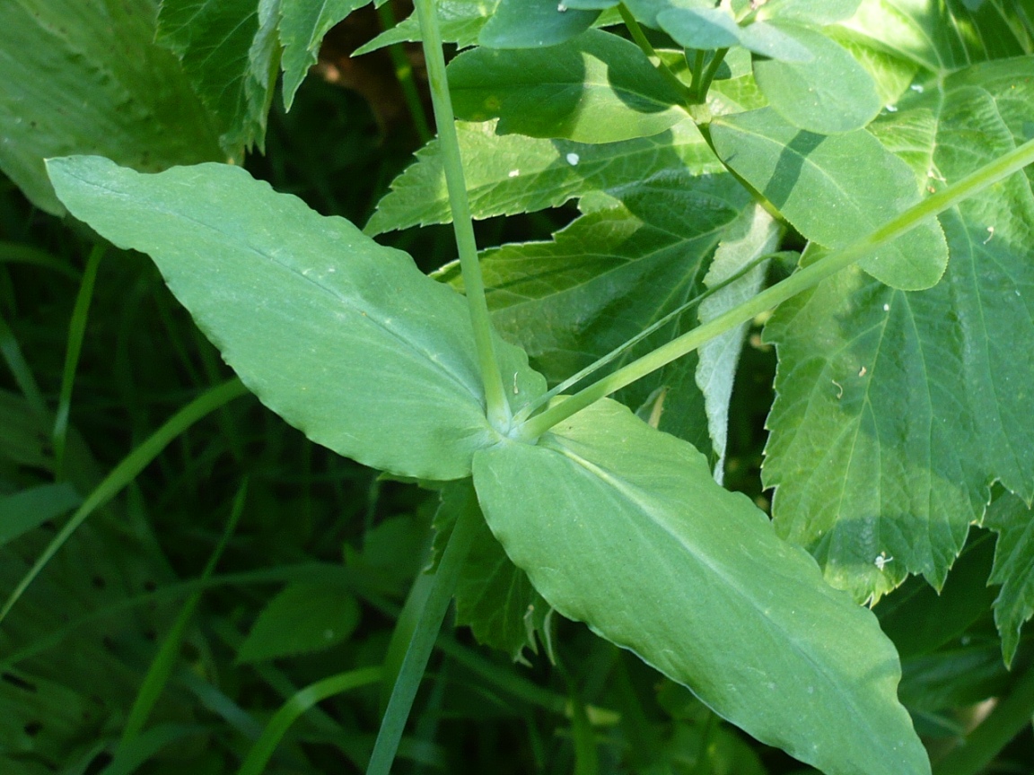 Изображение особи Cerastium davuricum.