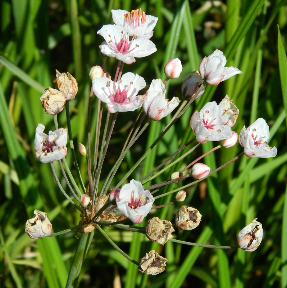 Изображение особи Butomus umbellatus.