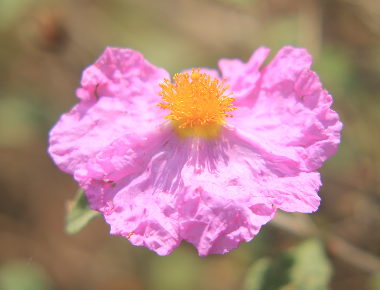 Изображение особи Cistus tauricus.