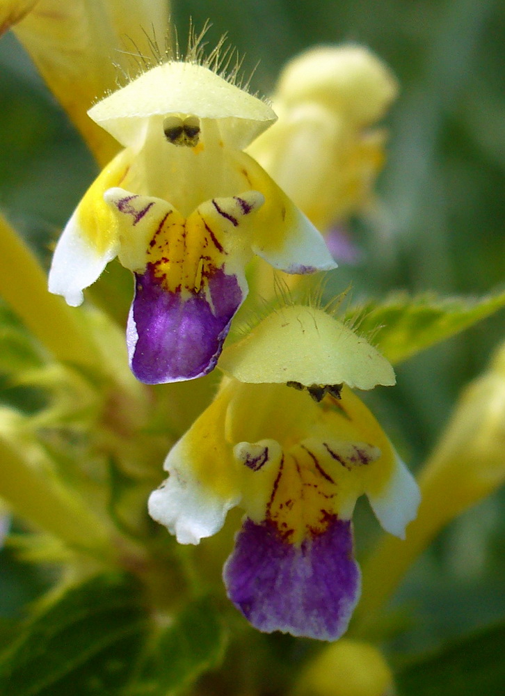 Image of Galeopsis speciosa specimen.