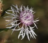 Centaurea jacea. Соцветие. Белоцветковая форма. Молдова, мун. Кишинев, окр. с. Гидигич. 10.08.2014.
