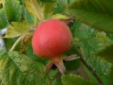 Rosa rugosa