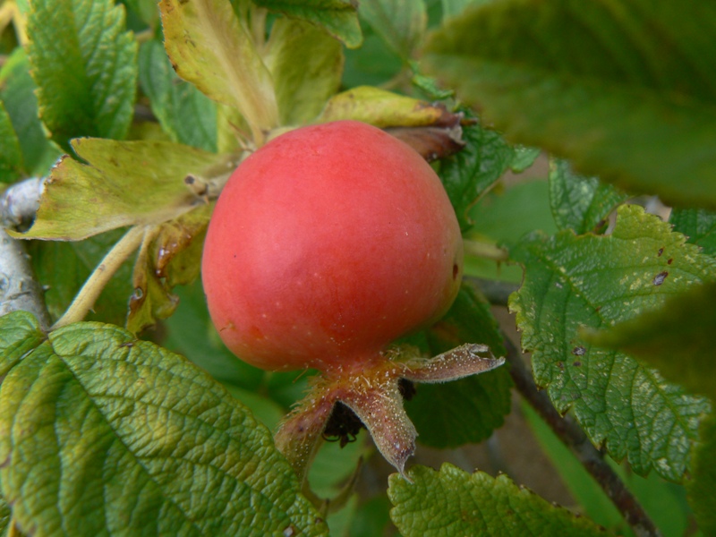Image of Rosa rugosa specimen.