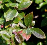 Cotoneaster lucidus. Верхушки побегов. Германия, г. Кемпен, шумозащитный вал. 21.08.2014.