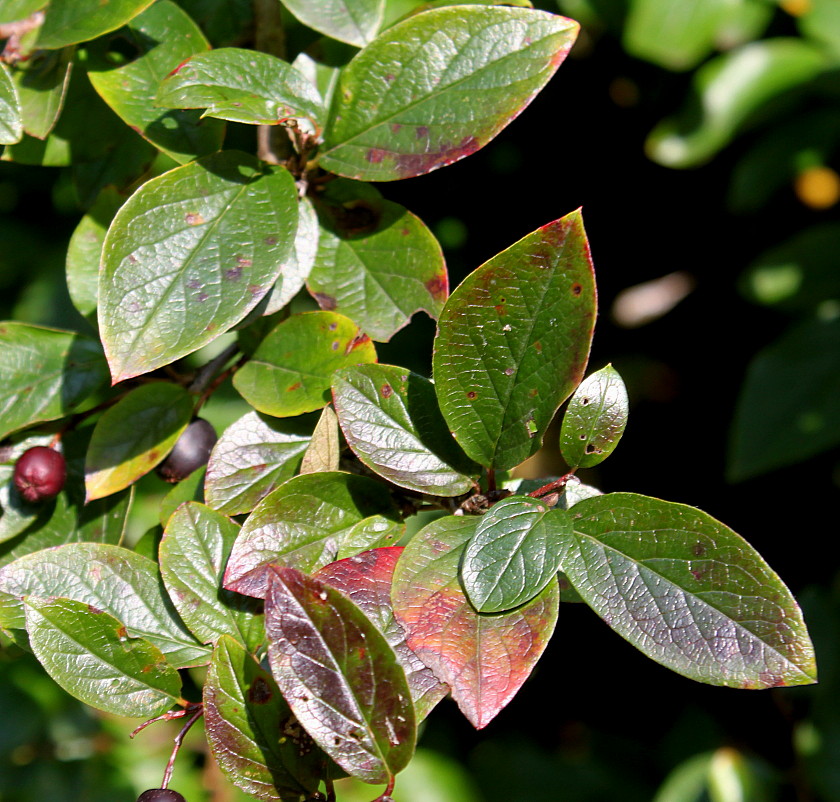 Image of Cotoneaster lucidus specimen.