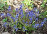 Polygala amarella