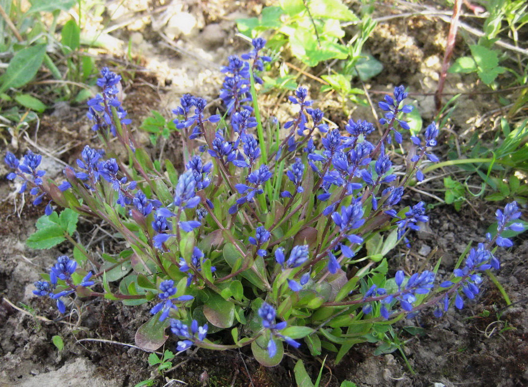 Image of Polygala amarella specimen.