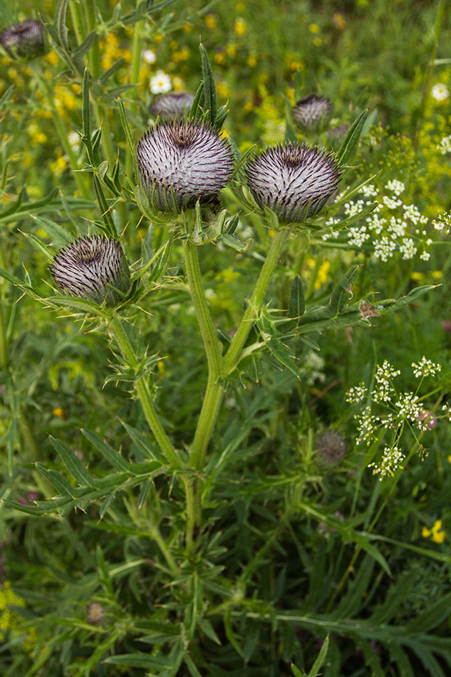 Изображение особи Cirsium eriophorum.