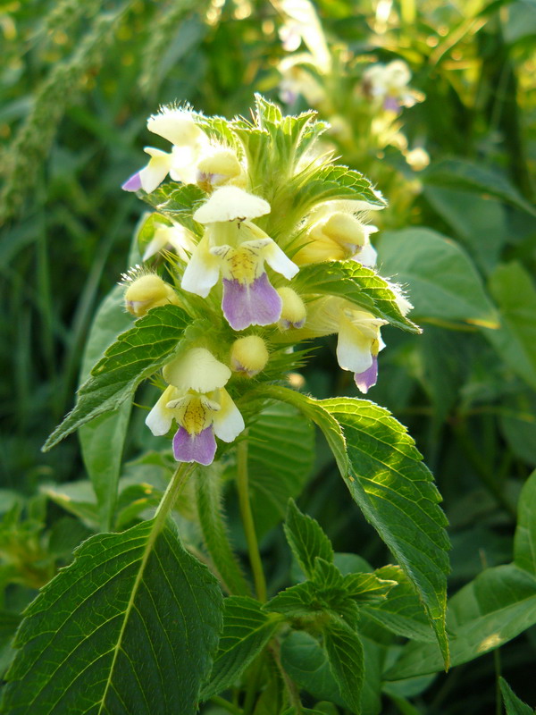 Image of Galeopsis speciosa specimen.