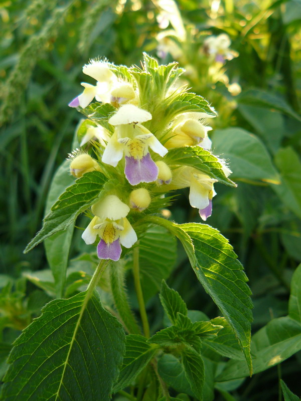 Изображение особи Galeopsis speciosa.