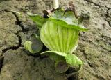 Nuphar lutea