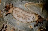 Image of taxon representative. Author is Татьяна Мальчинская