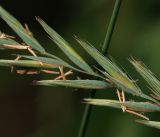 Elytrigia repens. Часть соцветия. Московская обл., Раменский р-н, окр. ж.-д. платформы Хрипань, просека под ЛЭП. 08.07.2014.