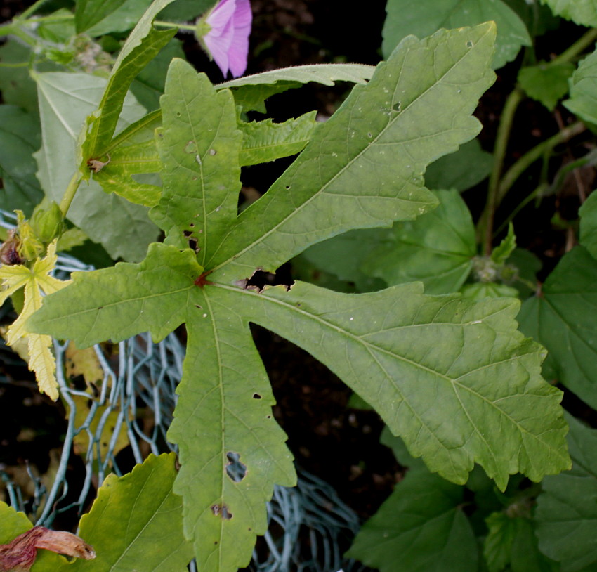 Изображение особи Hibiscus esculentus.