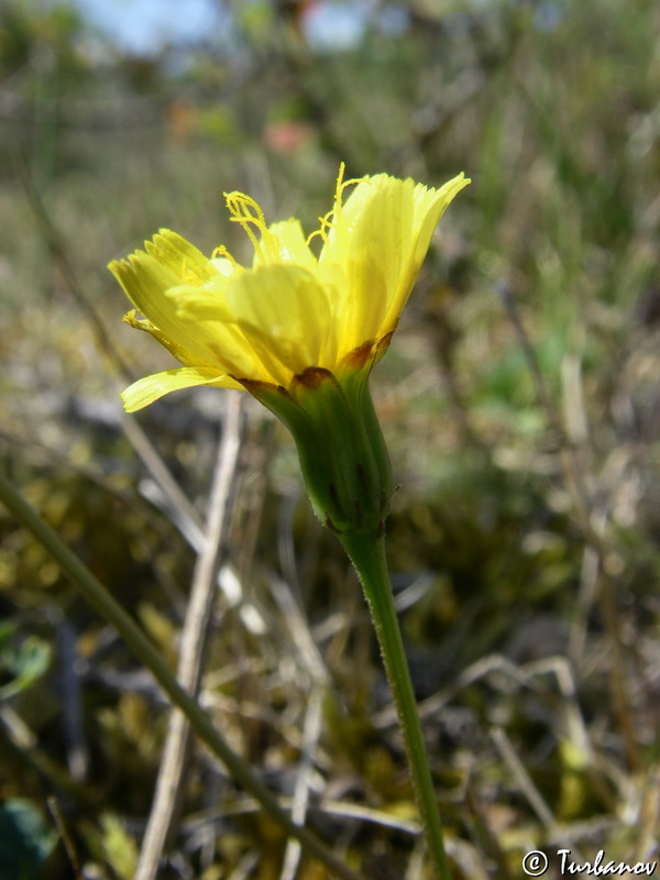 Image of Leontodon saxatilis specimen.