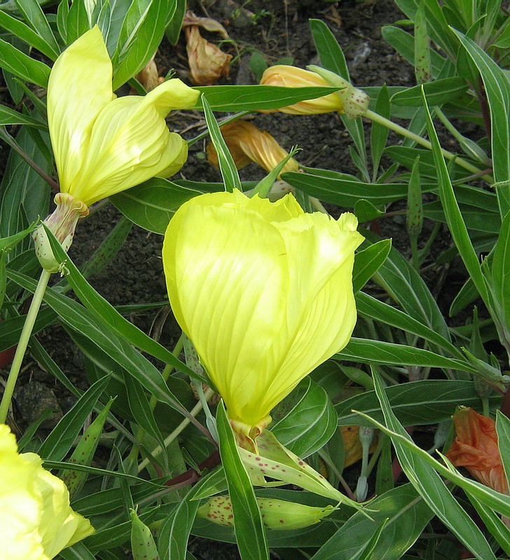 Изображение особи Oenothera macrocarpa.