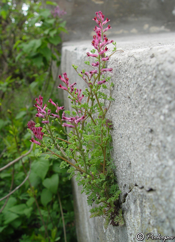 Image of Fumaria officinalis specimen.