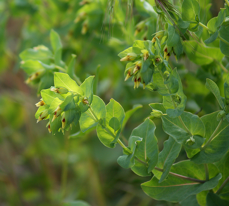 Image of Cerinthe minor specimen.