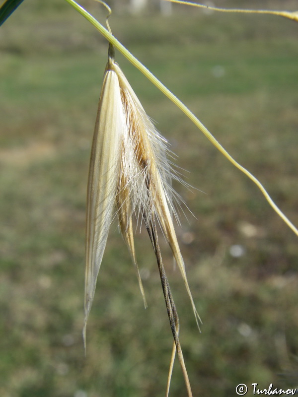 Изображение особи Avena trichophylla.