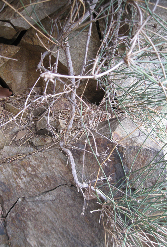 Image of Ephedra distachya specimen.