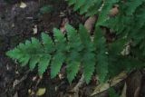 Dryopteris filix-mas