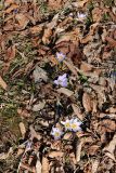 Crocus reticulatus. Цветущие растения. Ставропольский край, регион Кавказские Минеральные Воды, г. Кисловодск, Курортный парк. 22.03.2015.