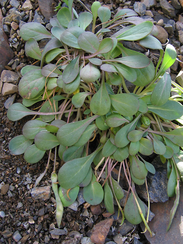 Image of Leiospora exscapa specimen.