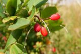 Berberis vulgaris. Плоды. Новгородская обл., Боровичский р-н, восточнее дер. Сушани, луговой склон. 30.08.2015.