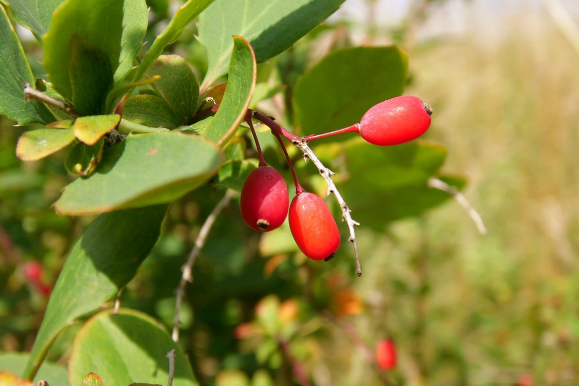 Image of Berberis vulgaris specimen.