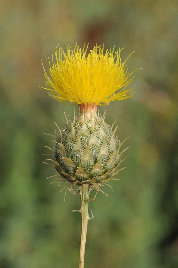 Image of Stizolophus balsamita specimen.