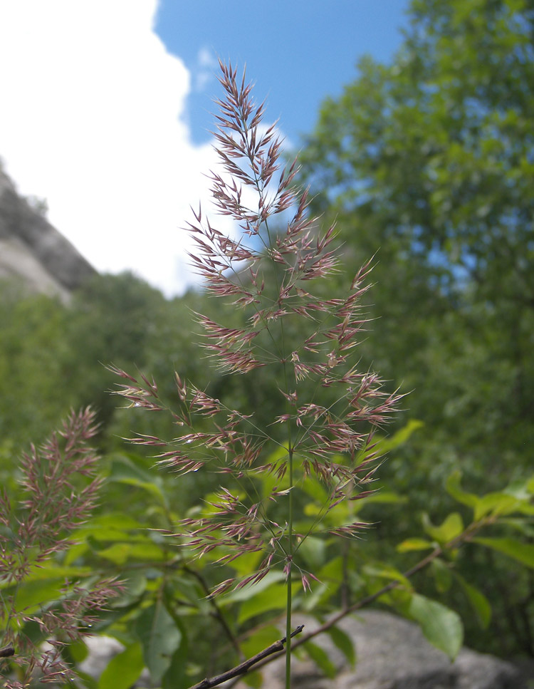 Image of Calamagrostis &times; paradoxa specimen.