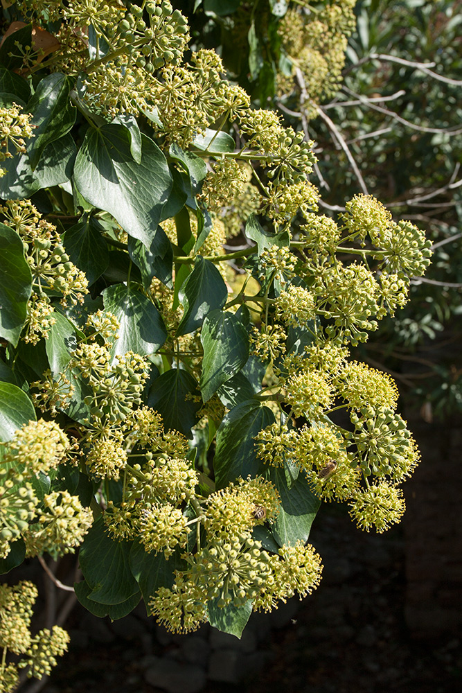 Image of Hedera helix specimen.