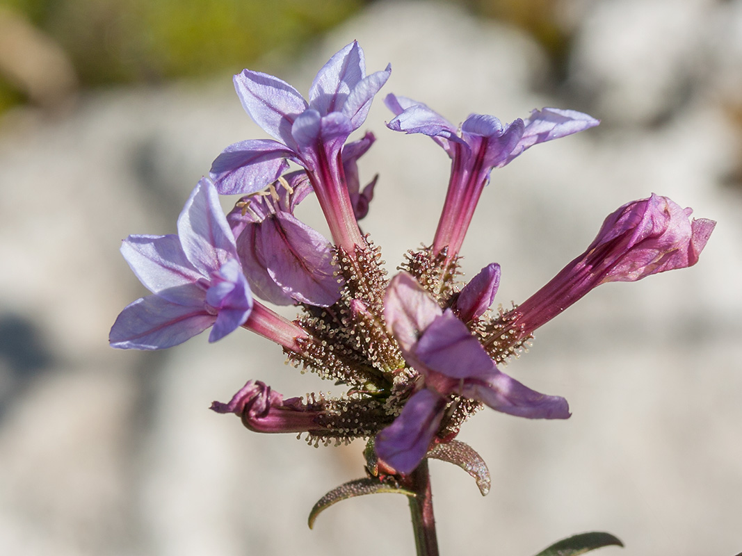 Изображение особи Plumbago europaea.