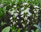 Menyanthes trifoliata