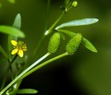 Ranunculus sceleratus