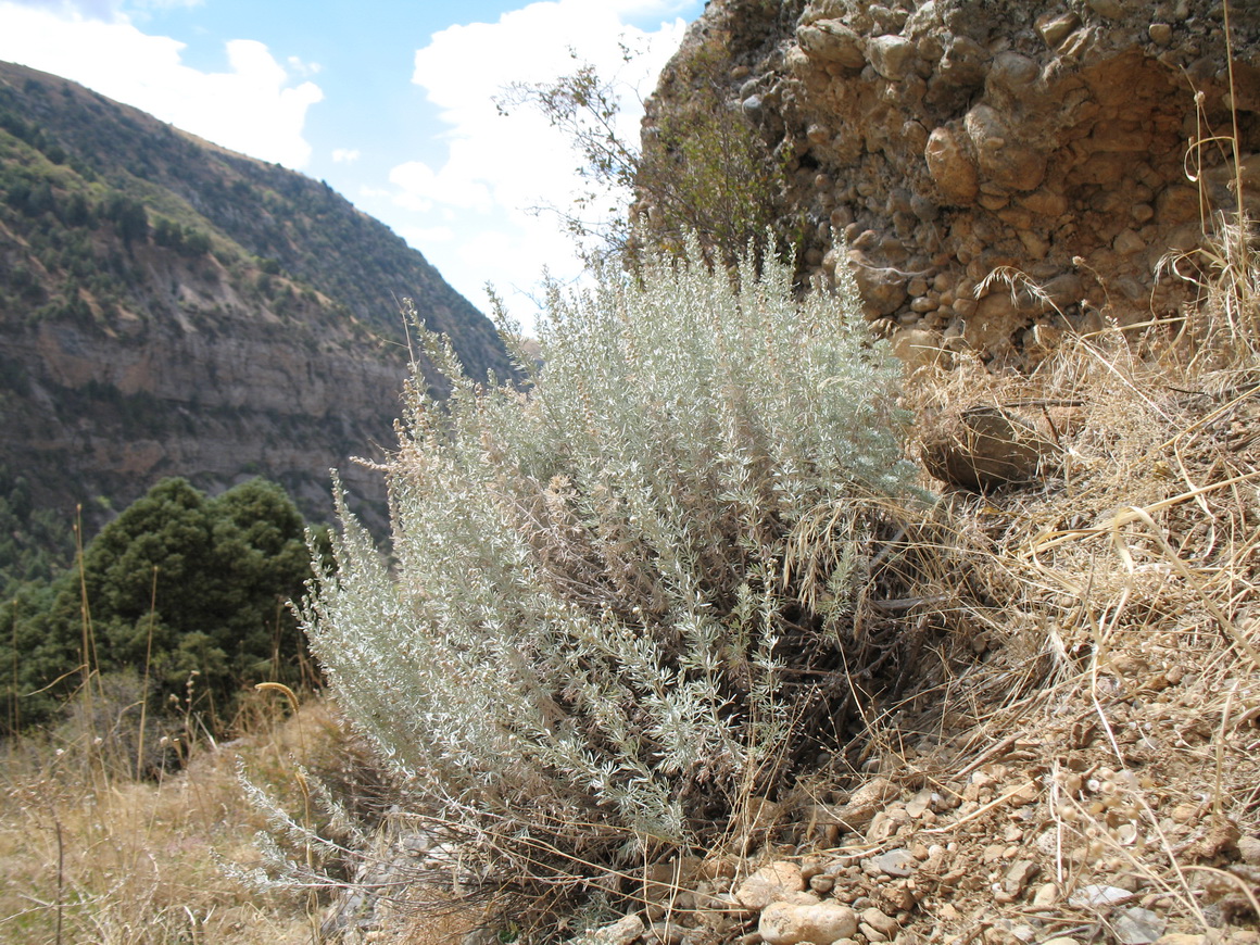 Image of Artemisia rutifolia specimen.